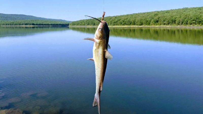 loyd Church Lake